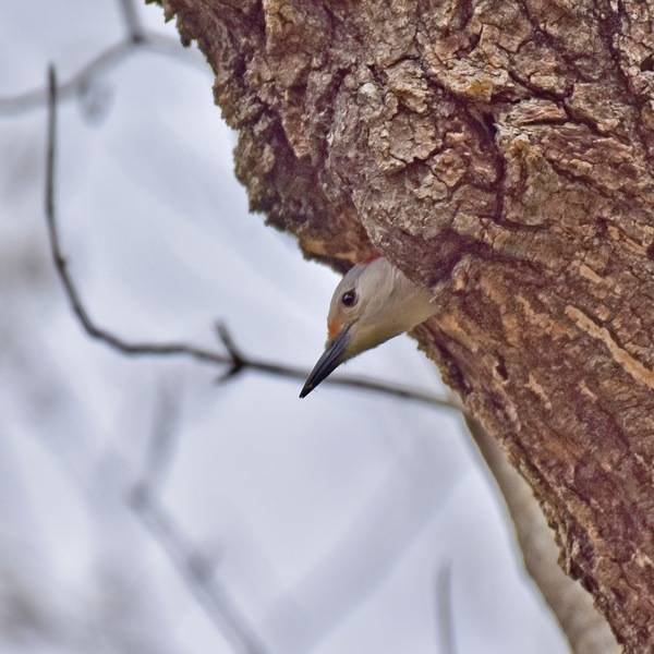 Red-bellied woodpecker, starling nest showdown font hill 3.30.20 edit DSC 0715 by lwolfartist is licensed under CC BY 2.0.